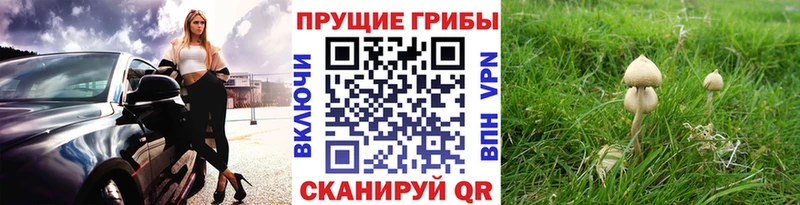 купить наркотики цена  кракен ONION  Галлюциногенные грибы GOLDEN TEACHER  Игра 